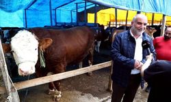1,3 tonluk boğa kurban pazarının gözdesi