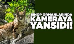 Karasaklı Köyü Yaylası'nda vaşak görüntülendi