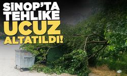 Sinop'ta ağaç dalı devrildi
