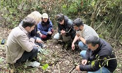 Sinop da projede: Bozayıların izinde 4 ilde kritik araştırma