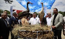 Sinop Cuma Ovası'nda Leylek Şenliği düzenlendi