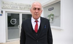 Ordu'da 7 yılda 25 bin sahipsiz hayvan tedavi edildi