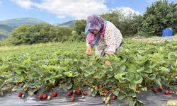 Yaylada çilek hasadı başladı