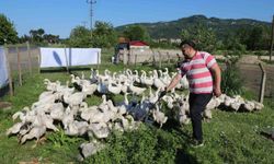 20 ile başladığı kaz besiciliğinde sayıyı 220'ye yükseltti
