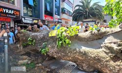 Asırlık çınar ağacı yola devrildi