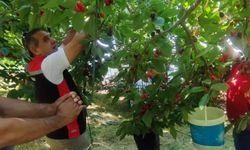 Aydın'da kiraz hasadı devam ediyor