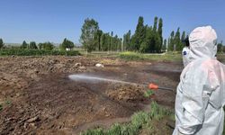 Çorum Belediyesi böcekle mücadeleyi sürdürüyor