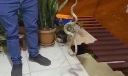 Evine giren yılanı böyle çıkardı