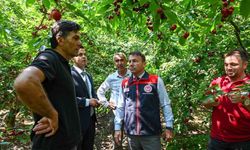 Kiraz hasadı başladı