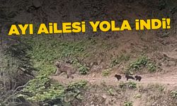 Yola inen ayı ve yavruları görüntülendi