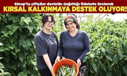 Sinop'ta tarımsal üretime devlet desteği