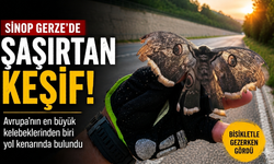 Sinop’ta Nadir Rastlanan Dev Kelebek Ortaya Çıktı