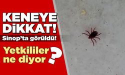 Sinop’ta görülen kene vatandaşı tedirgin etti!