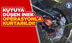 Kuyuya düşen inek operasyonla kurtarıldı