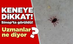 Sinop’ta görülen kene vatandaşı tedirgin etti!