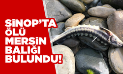 Sinop'ta bir çayda ölü mersin balığı bulundu
