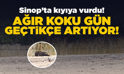 Sinop’ta kıyıya vuran leş ağır koku yayıyor!