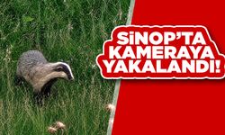 Doğanın gizli sakini Sinop'ta yiyecek ararken görüntülendi