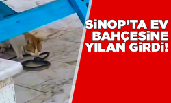 Sinop’ta evin bahçesine giren yılan korkuttu