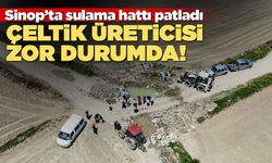 Sinop'ta çeltik üreticileri zor durumda!
