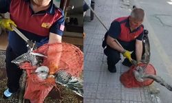 Havalandırma boşluğuna düşen martı kurtarıldı