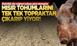 Sinop'ta mısır tarlalarında büyük zarar