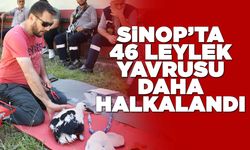 Sinop'ta yumurtadan çıkan leylek yavruları halkalandı