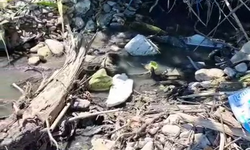Korucuk Sahilinde lağım krizine çözüm bekleniyor