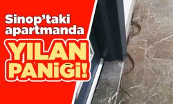 Sinop’ta apartmana yılan girdi
