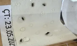 Tarım zararlısıyla mücadele için özel olarak yetiştirildiler
