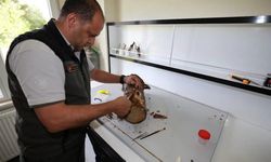 Sinop'ta biyolojik mücadele çalışmalarına yerinde inceleme