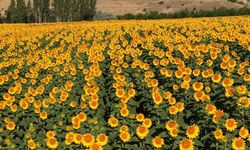 Ayçiçeği tarlaları sarıya büründü