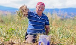 Taşköprü sarımsağında hasat başladı