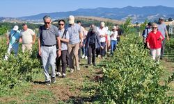 Zararlılarla mücadele için doğaya uğur böceği salındı