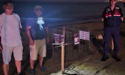 Caretta caretta yuvası koruma altına alındı