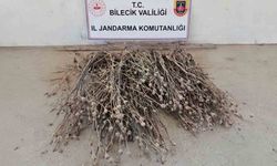 İzinsiz ekilen 136 kök haşhaş ele geçirildi
