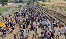 Lavanta kokuları eşliğinde hasat