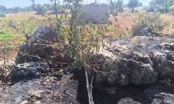 Onlarca meyve ağacı yandı