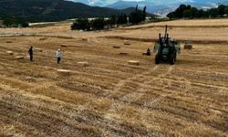 Sinop'ta yılın ilk buğday hasatı yapıldı