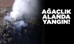 Ağaçlık alandan dumanlar yükseldi!