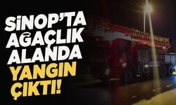 Sinop'ta deniz kenarındaki ağaçlık alanda yangın