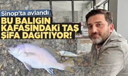 Sinop'ta Yakalandı. Eşkinanın Sırrı Kafasındaki Taşta!