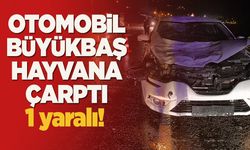Otomobil büyükbaş hayvana çarptı: 1 yaralı!