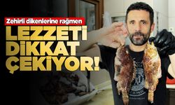 Temizlenmesi zor ama lezzetli balık tezgahta!