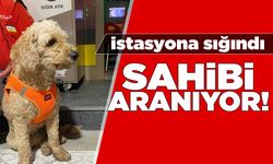Sinop’ta kaybolan köpeğe akaryakıt istasyonu çalışanları sahip çıktı