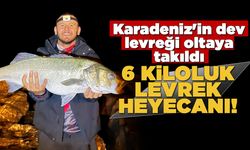 Gerze-Yakakent hattında dev levrek yakalandı