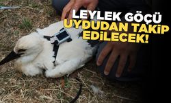 Sinop'ta 3 leylek yavrusuna uydu vericisi takıldı