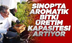 Sinop’ta yaban mersini hasadına başlandı