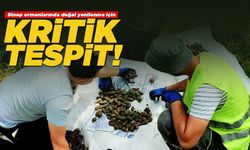 Sinop ormanlarında doğal yenilenme için kritik tespit