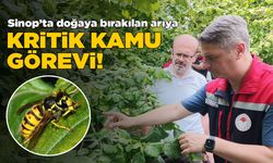 Sinop’ta doğaya bırakılan arı kritik görev üstlenecek!